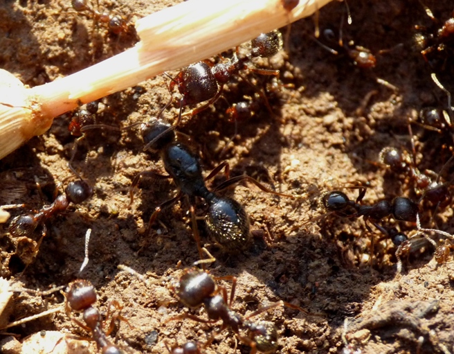 Messor al lavoro - Messor wasmanni (= M.meridionalis)